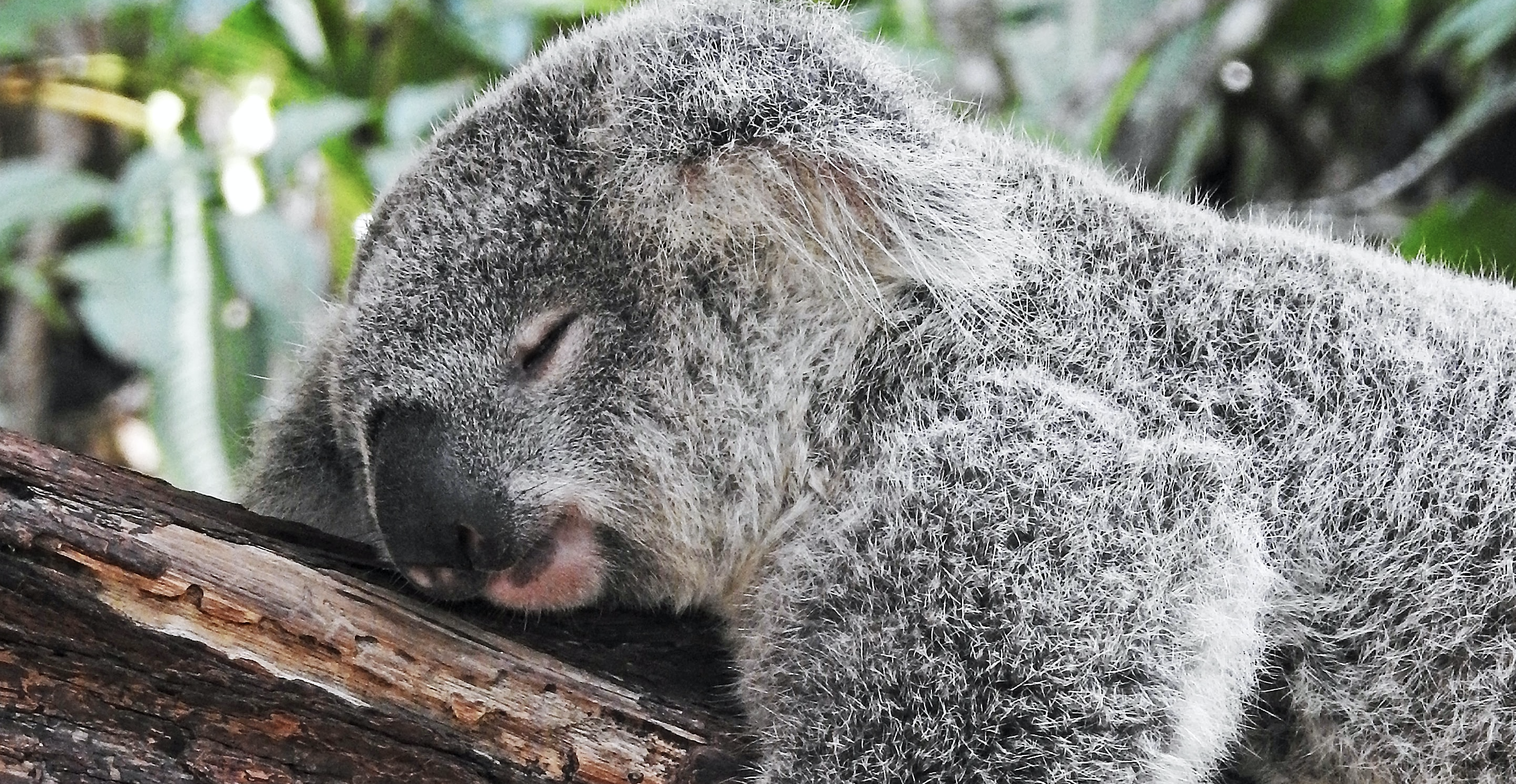 What Causes Snoring in Women? Koala® Center For Sleep